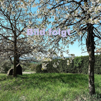 Phaseliahonig 250g